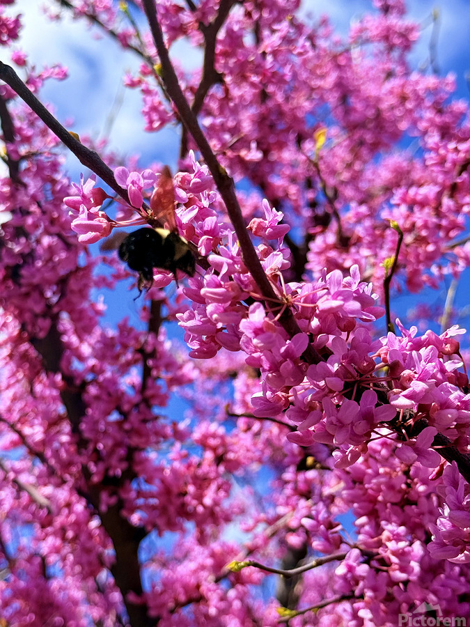 Redbud Season  Print