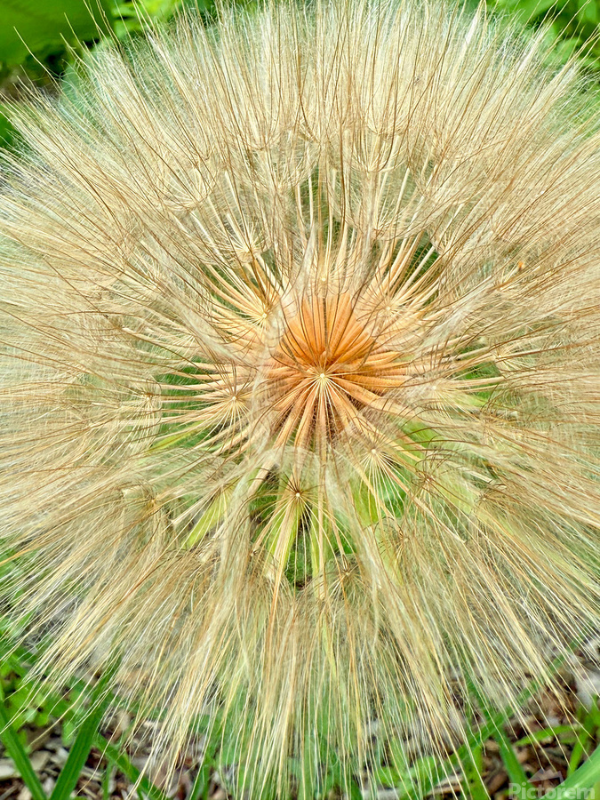 Nature’s Compass: All Directions One Origin  Print