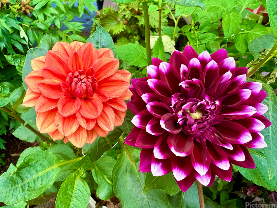 Harmony Blooms: When Opposites Flower Together  Print