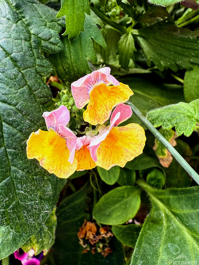 Pocketful of Sunshine  Imprimer