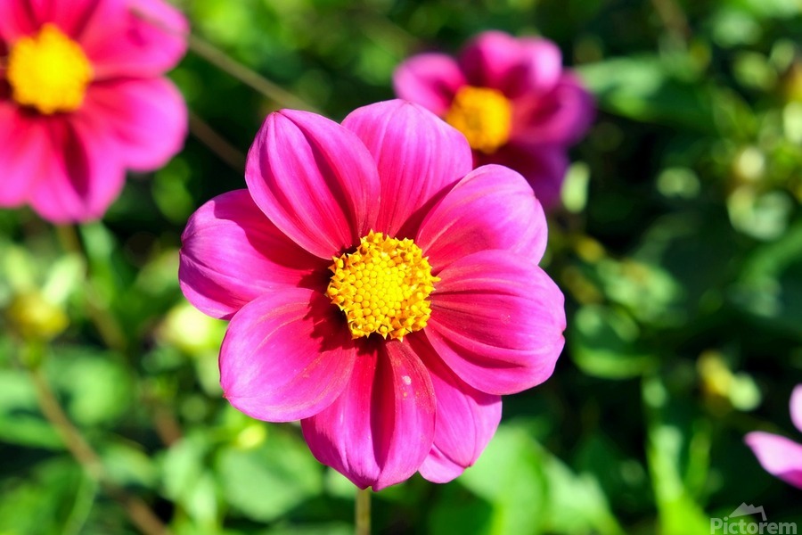 Flower Bloom 7  Print