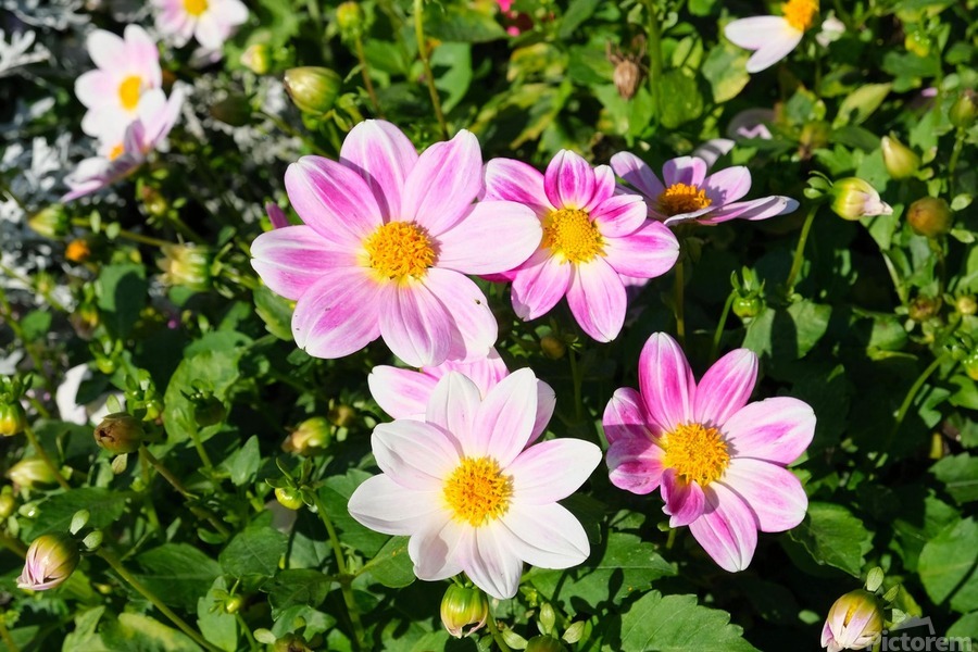 Blushing Petals   Imprimer