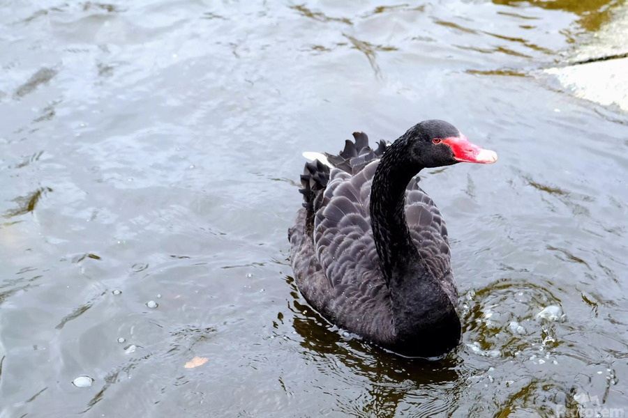 A Black Swan Moment   Imprimer