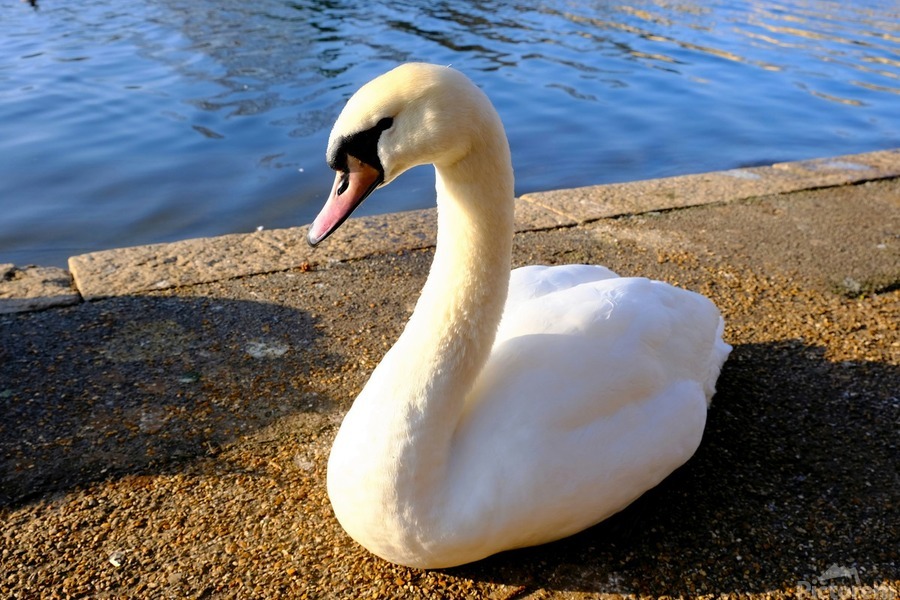 Swan Poses 1B  Imprimer