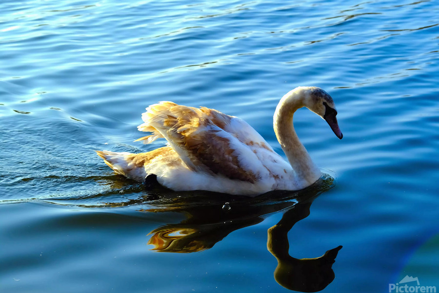 Baby Swan Cygnet  Print