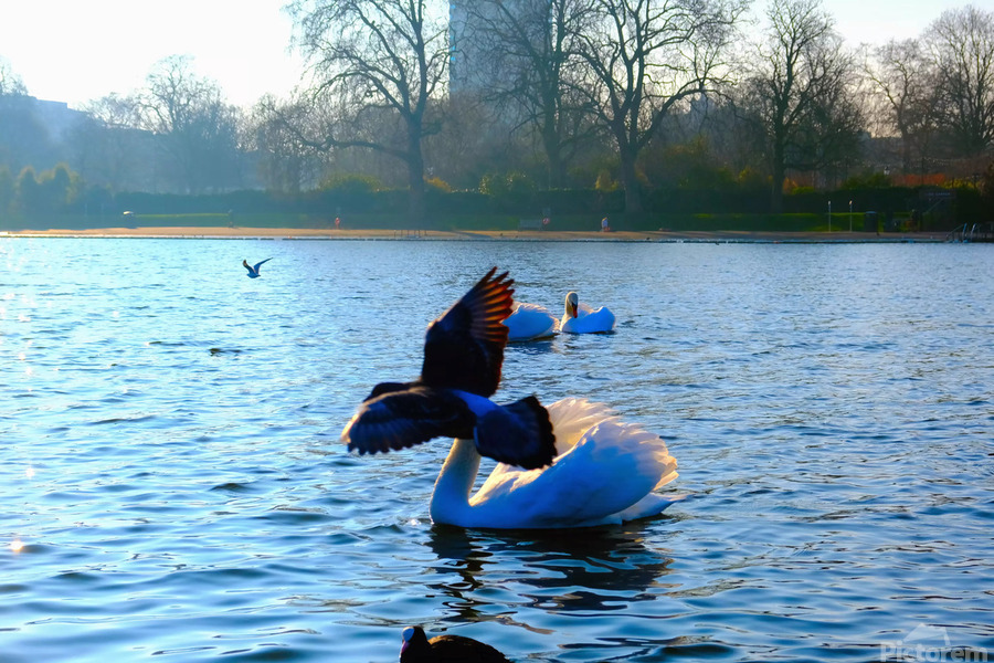 Pigeon-bombed Swan  Print