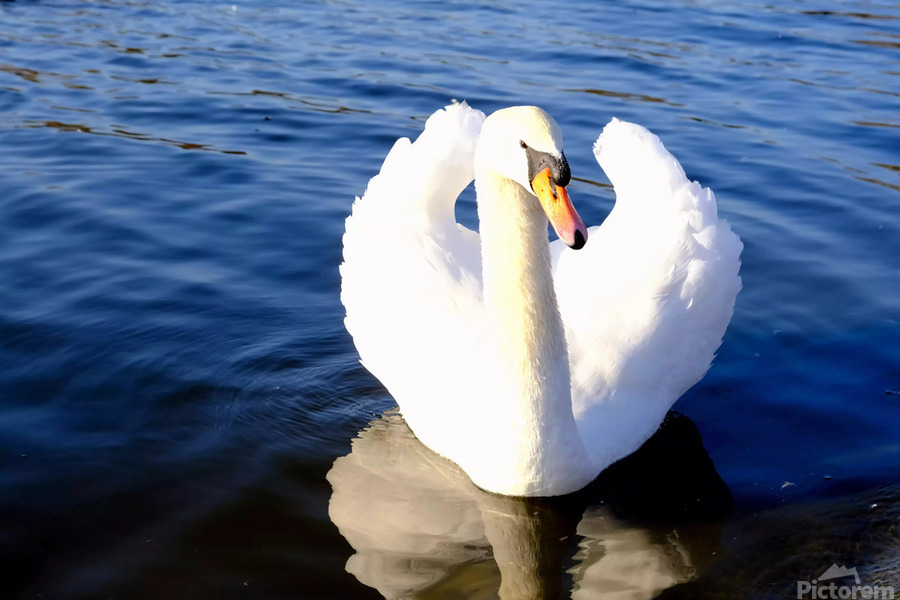 Wings of Love 2  Print