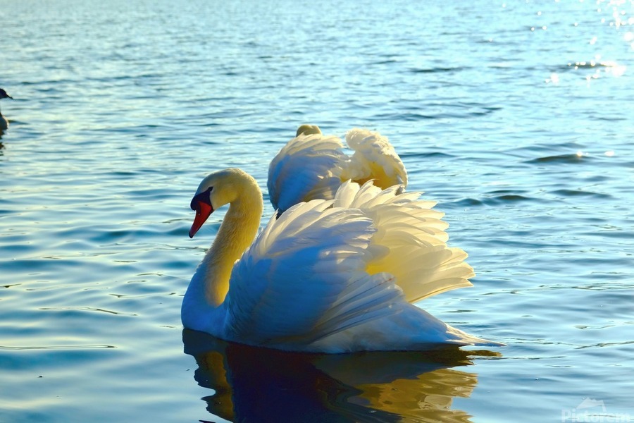 Wings of Love Pair  Print