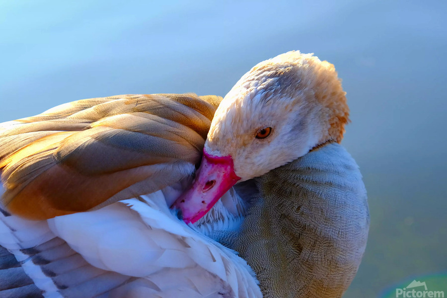 Got My Eye On You Duck  Print
