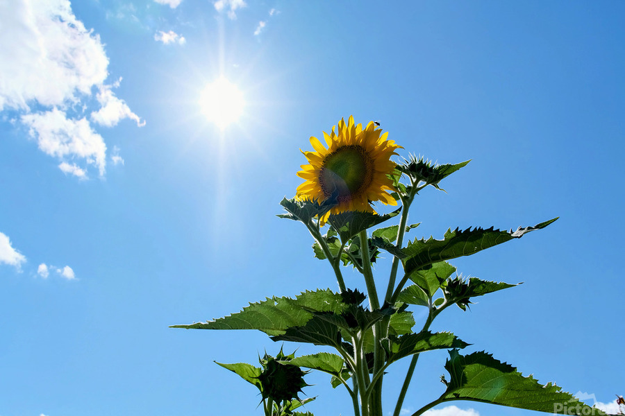 Solar Serenade: The Bloom That Reaches Back  Print
