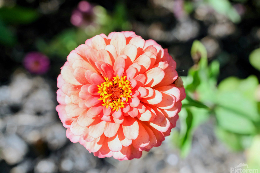 Sun Soaked Pink Zinnia  Print