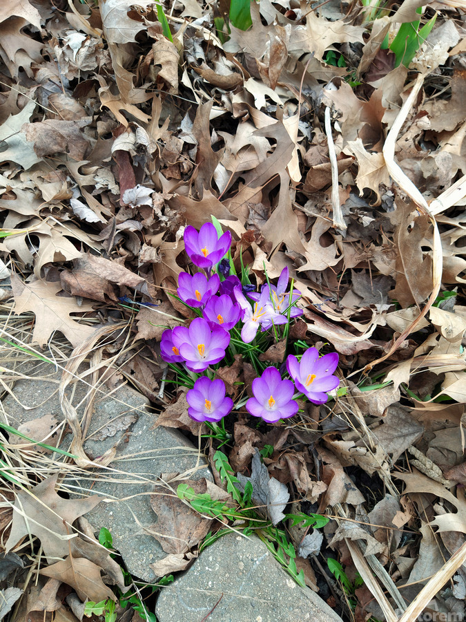 Petals of Renewal  Print