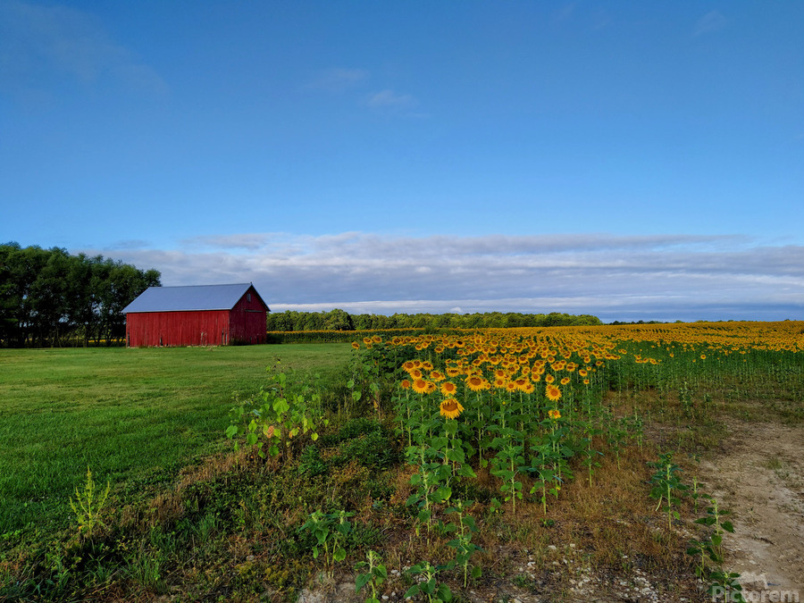 Barn & Blossoms  Print