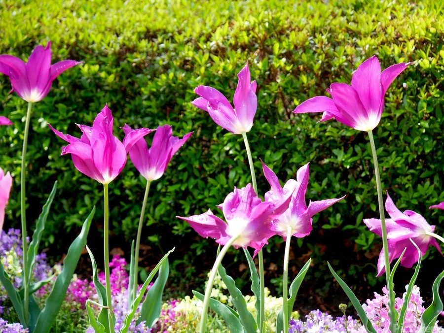 Tulips Singing to the Sun  Print