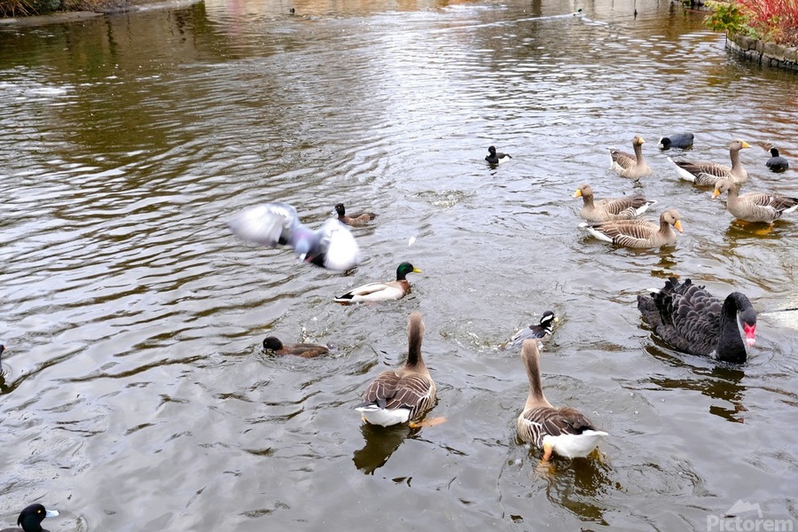 Pigeon Photobomb  Print