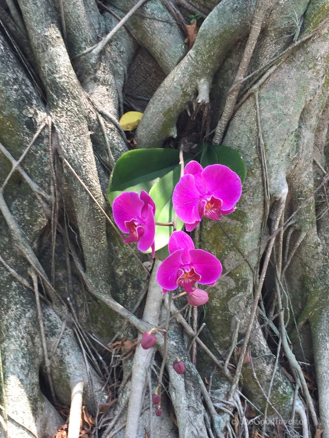 Natural Orchid 1B  Print