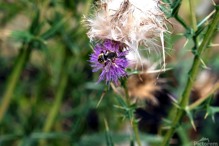 To Bee or Not to Bee  2  Print