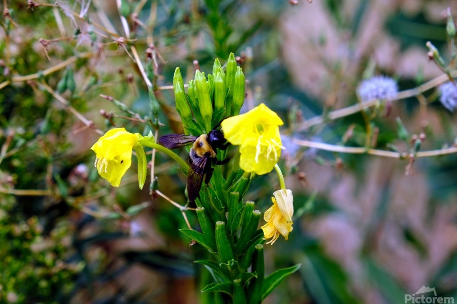 To Bee or Not to Bee  -- Checking Under The Hood  Print
