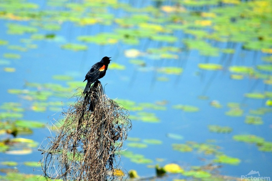 Calling for a Mate  Print