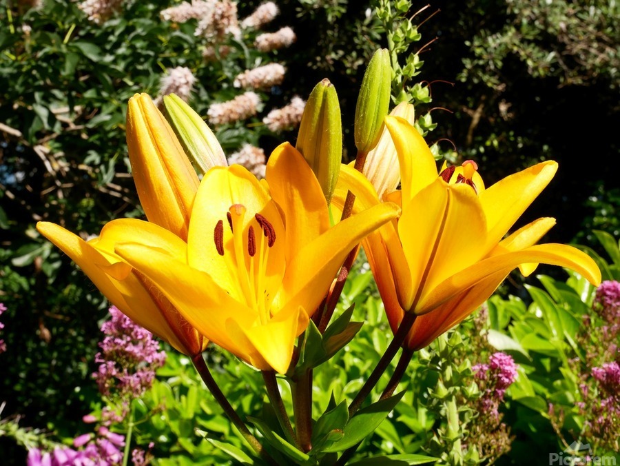 Bursting Beauty  Print