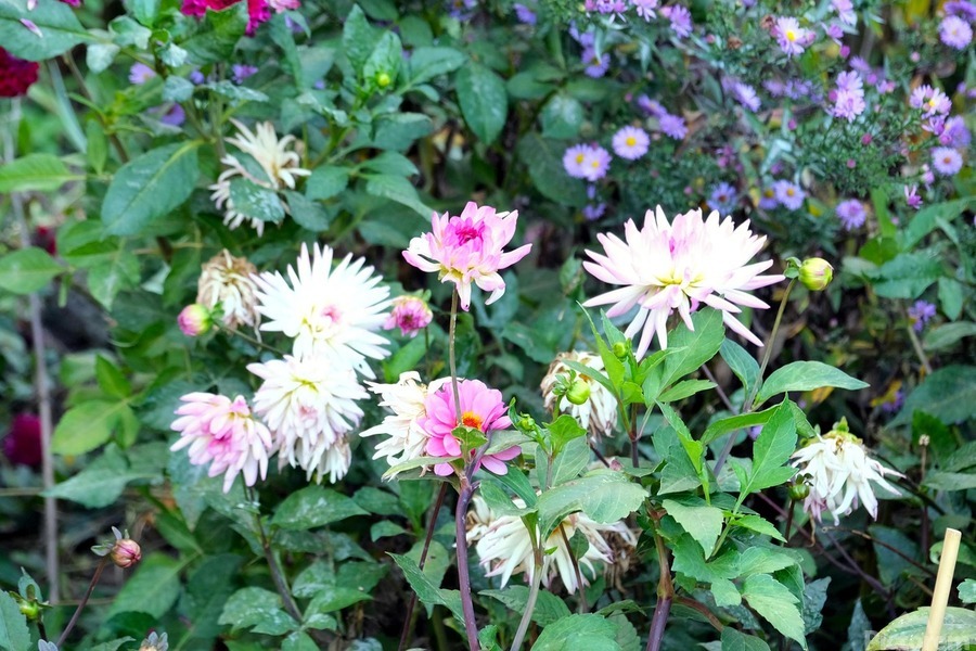 Pink and White Flowers   Print