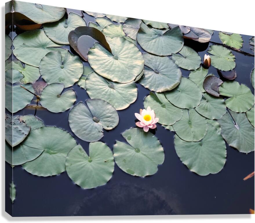 Stillwater Bloom Canvas Print
