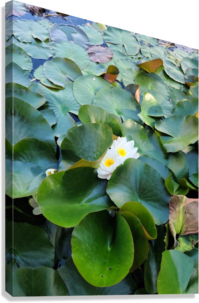 Peeping Beauty Water Lily: Harmony in the Hidden Bloom Canvas Print