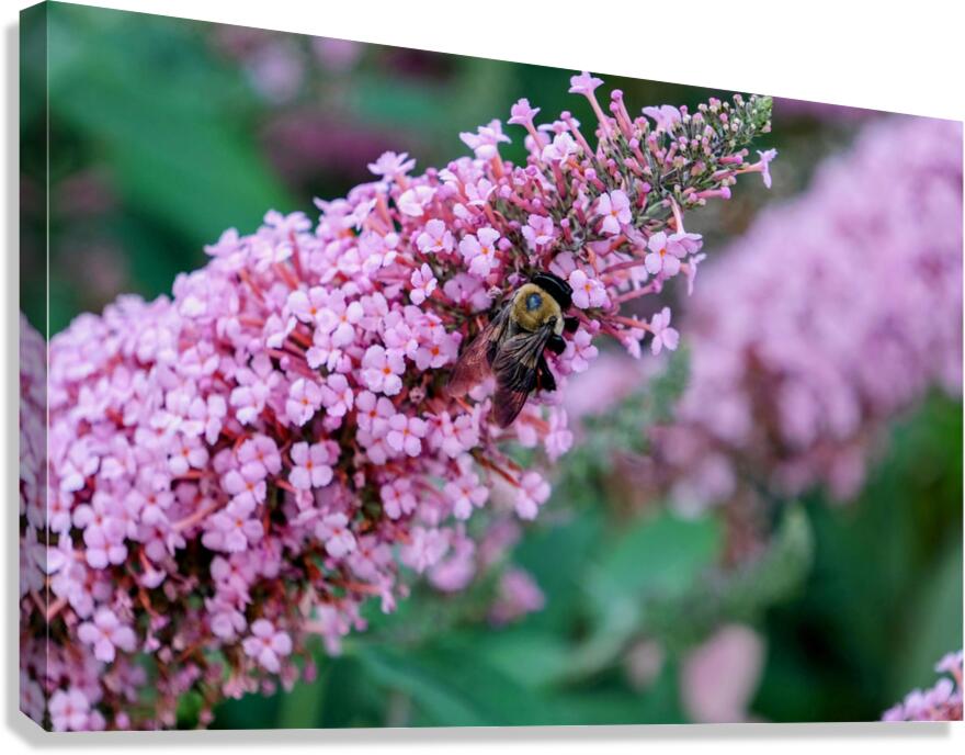Sustaining Grace:  The Bee and the Butterfly Bush Canvas Print