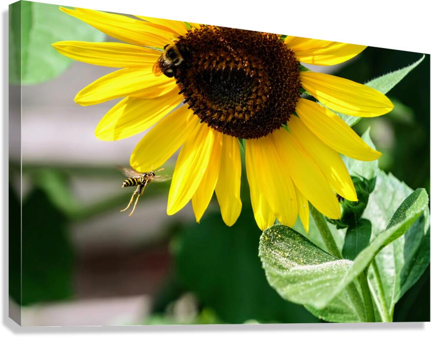 Dance of the Sunflower Spirits Canvas Print