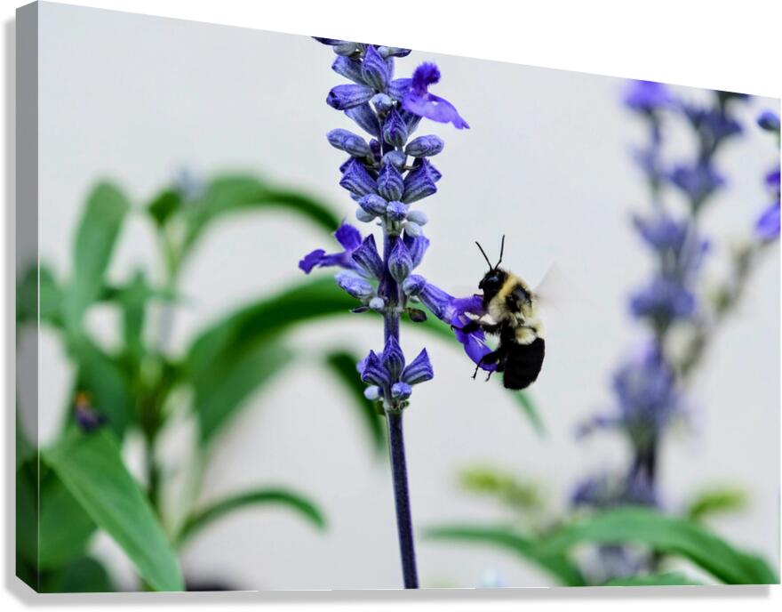 Just A Blue Salvia Buzzing Bee Canvas Print
