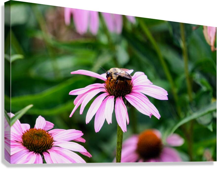 Wings of Purpose Petals of Peace: Coneflower Moment Canvas Print
