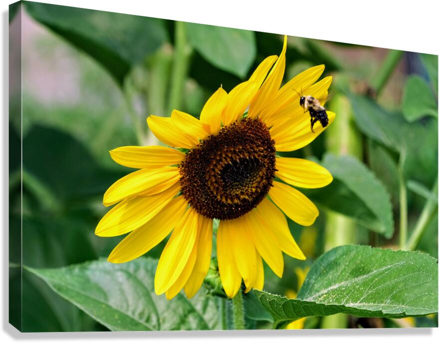 Flying into the Sun..Flower – The Dance of Daylight Canvas Print
