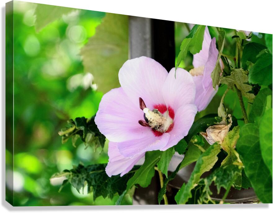 Bee Drowning in Pollen  Canvas Print