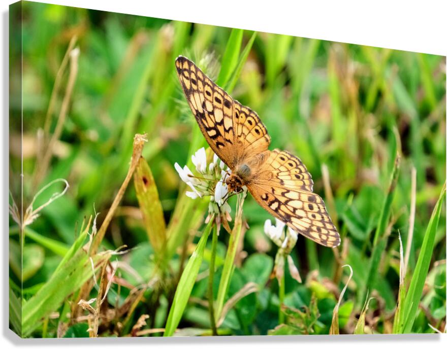 Field Cipher: A Nature Decoded Canvas Print