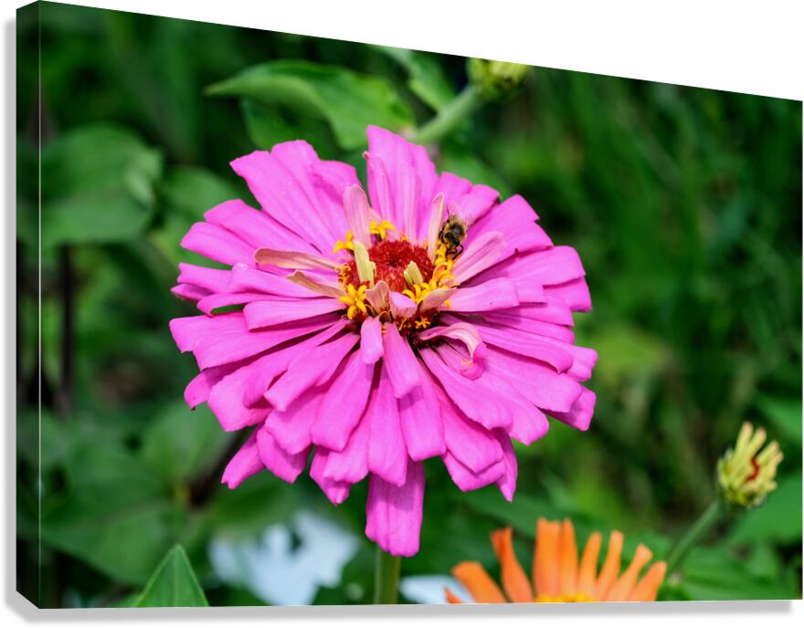 Buzzing Secrets of a Summer Queen Canvas Print