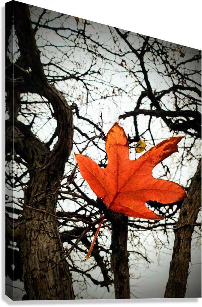 A Fallen Farewell: One Last Note Canvas Print