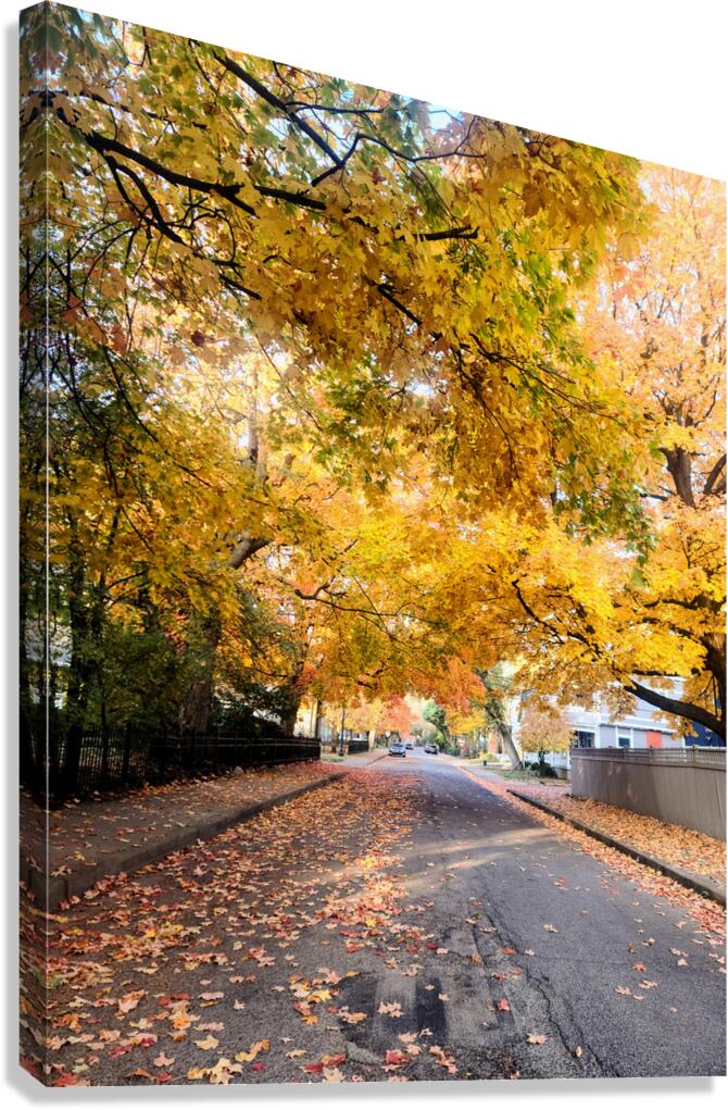 Fall Over the Road: Amber Dreams on Autumn Drive Canvas Print