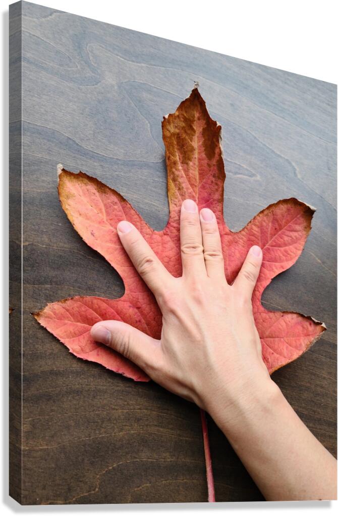 Holding Onto Fall: Nature’s High Five Canvas Print