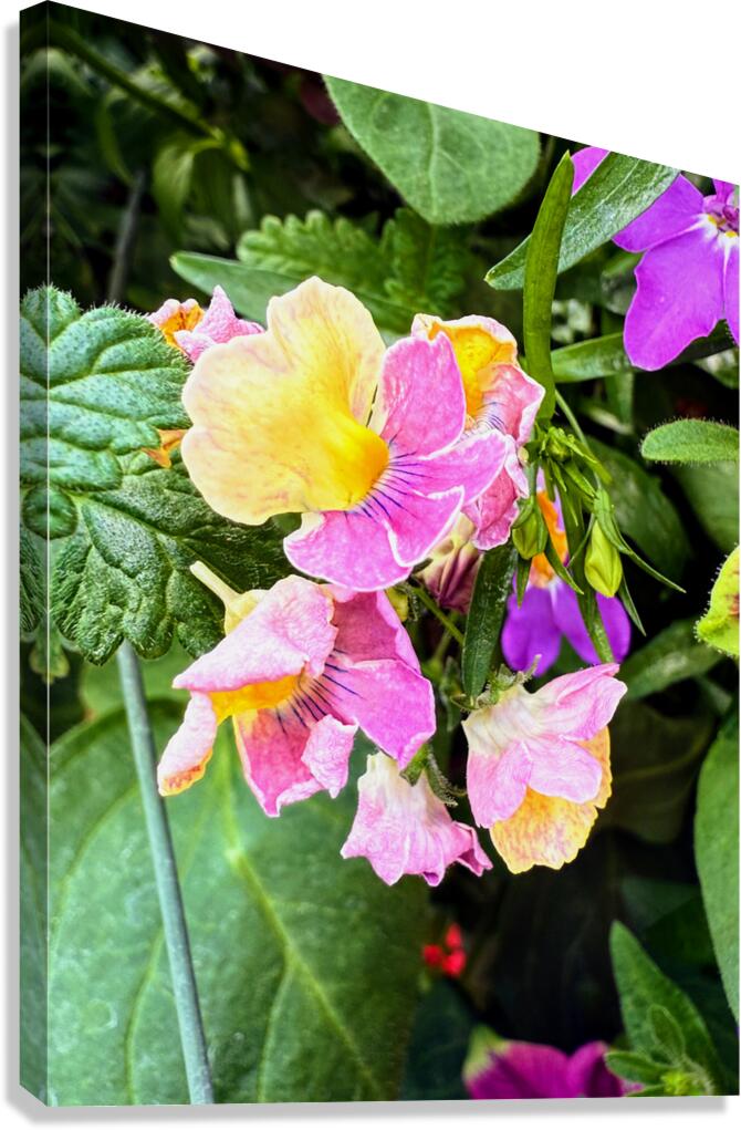 Vibrant Garden Bloom – Colorful Flower Close-Up with Lush Greenery-2 Canvas Print