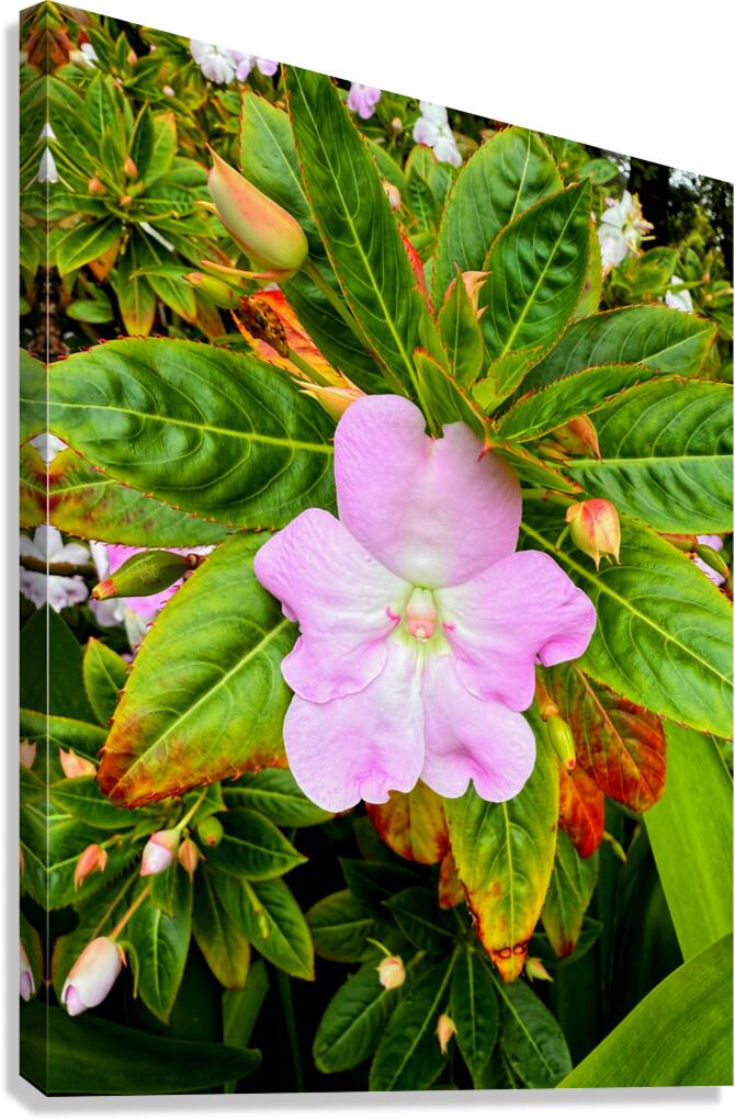 Impatiens: Soliloquy in Pink Canvas Print