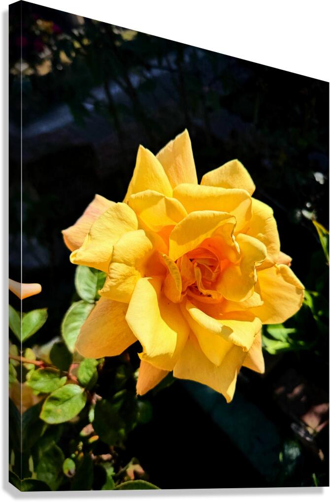 Sunwrought Yellow Rose Canvas Print