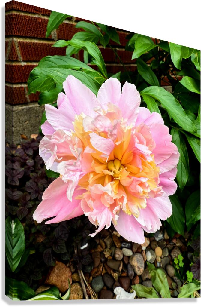 Raspberry Sundae: The Painter’s Peony Canvas Print