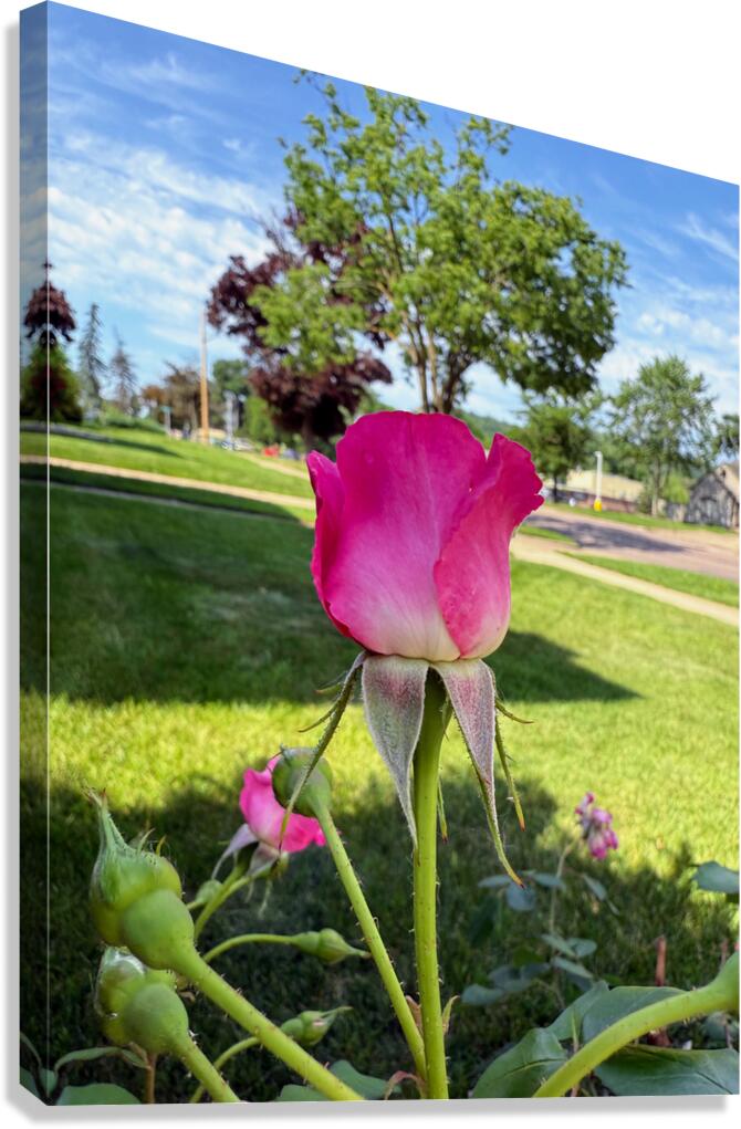 Petalbound: The Secret Just Before Beauty Speaks Canvas Print