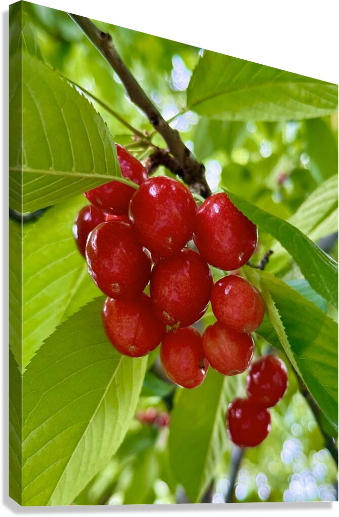 The Orchard’s Pulse: Where Color and Ripeness Conspire Canvas Print