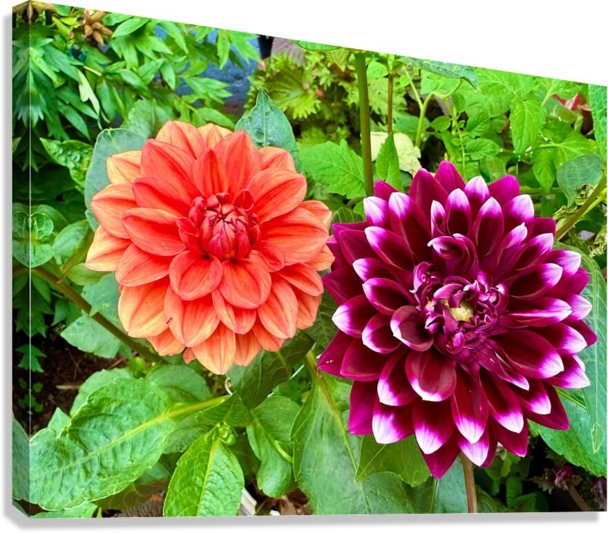 Harmony Blooms: When Opposites Flower Together Canvas Print