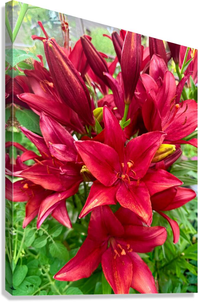 The Gathering of Fire Blooms Canvas Print