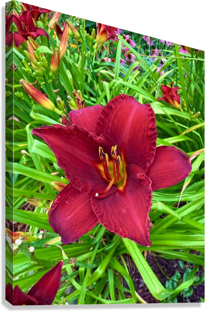 Garden Spotlight Canvas Print