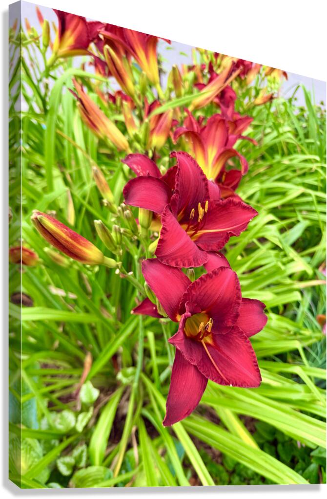 Flame of the Garden Canvas Print