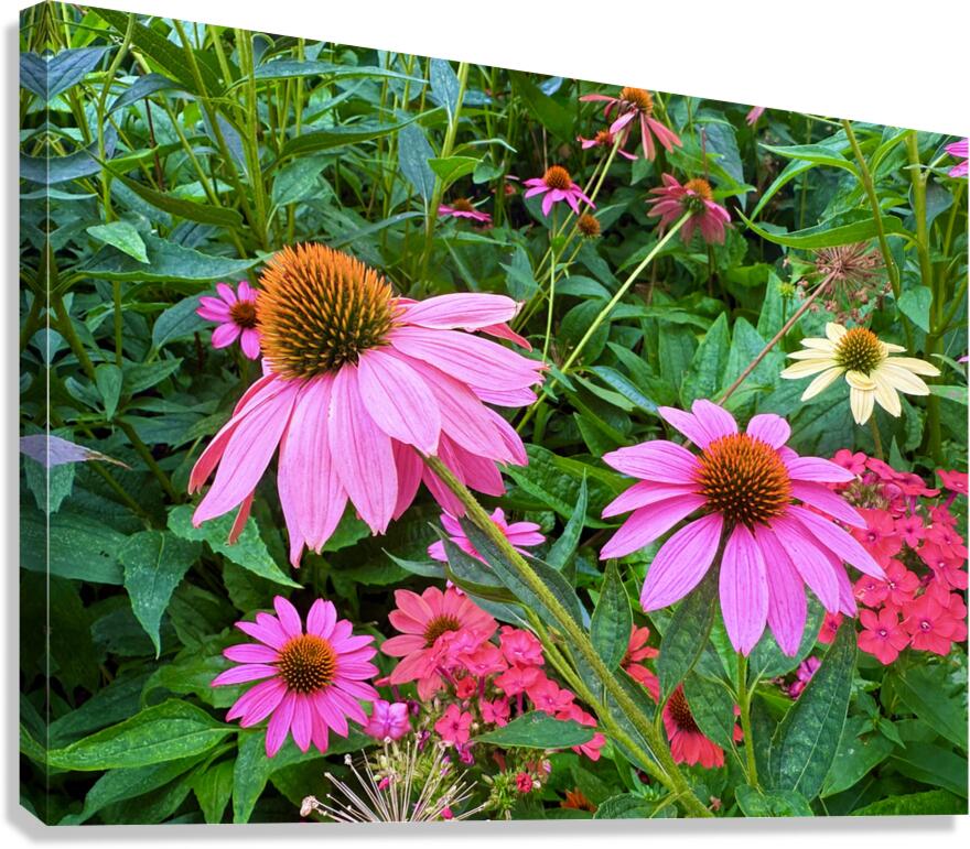 Coneflower Chorus Canvas Print