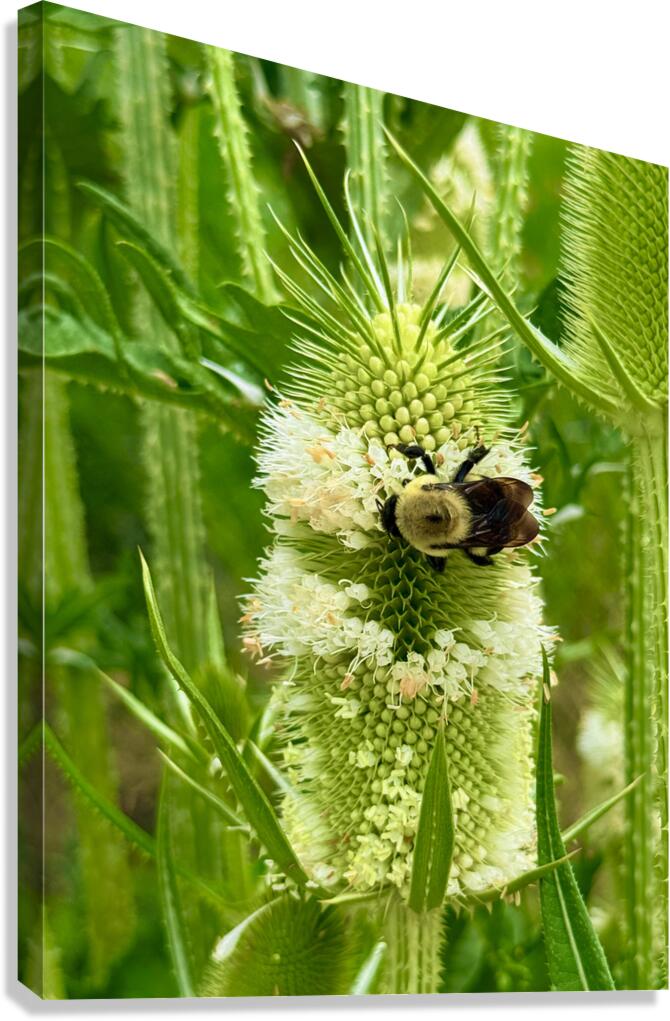 Teasel Crownwork Canvas Print